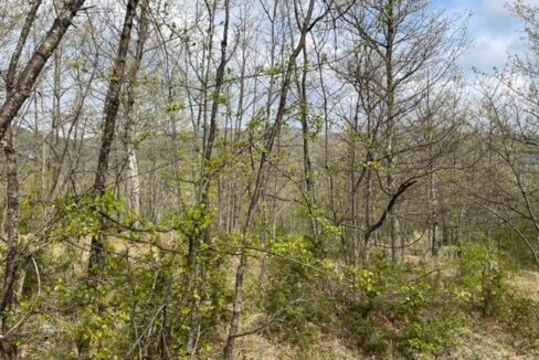 photo_6596_KM866-1